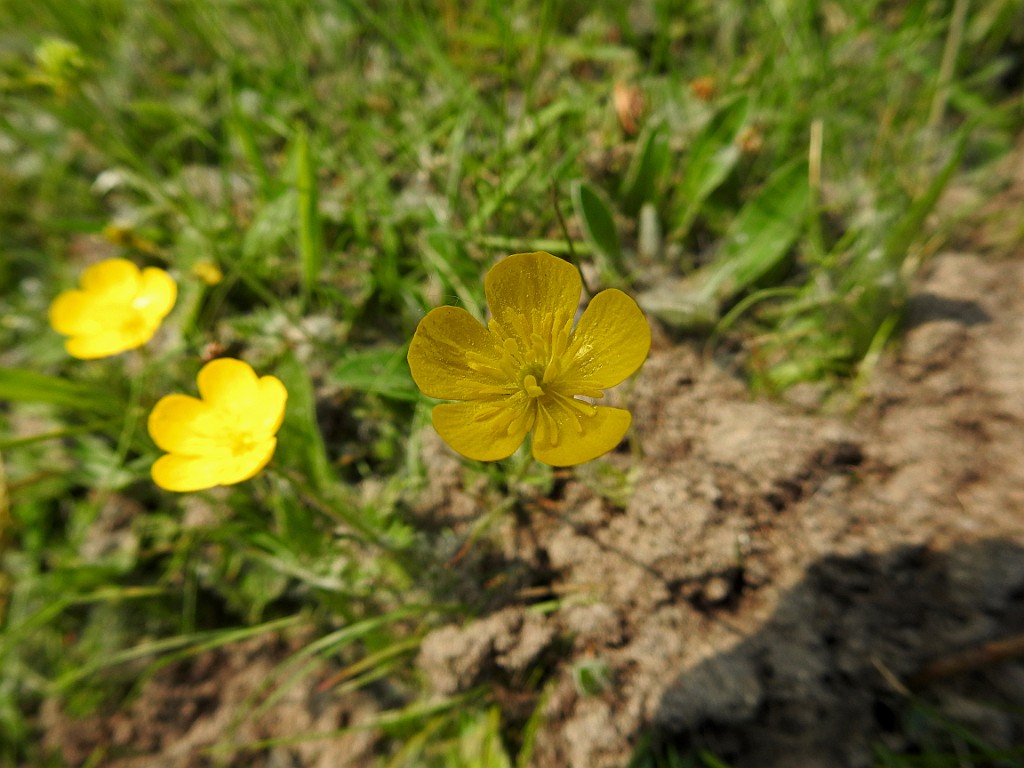 Knolboterbloem [14562] 13-mei-2018 (Vechtdal, Arrien).jpg - Knolboterbloem [Ranunculus bulbosus]